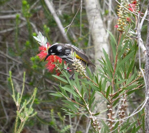 New Holland Honeyeater