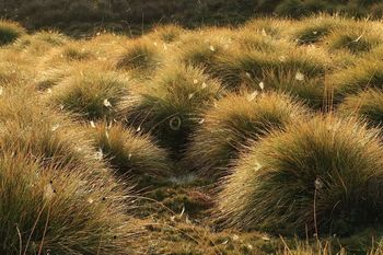 Gymnoschoenus sphaerocephalus Blue Mountains Wildplant Rescue Service