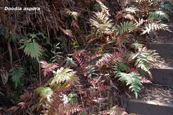 Doodia aspera | Blue Mountains Wildplant Rescue Service Inc T/A ...