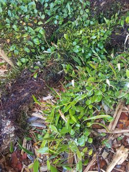 Pyrrosia rupestris | Blue Mountains Wildplant Rescue Service Inc T/A ...